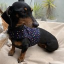 Easyfit Dog Harness - Size M